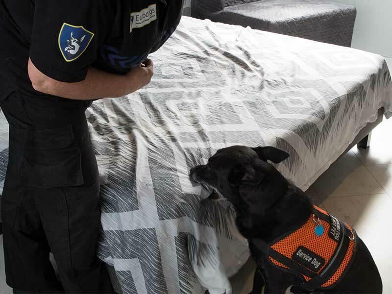 Honden Sporen Bedwantsen Op Honden Sporen Bedwantsen Op