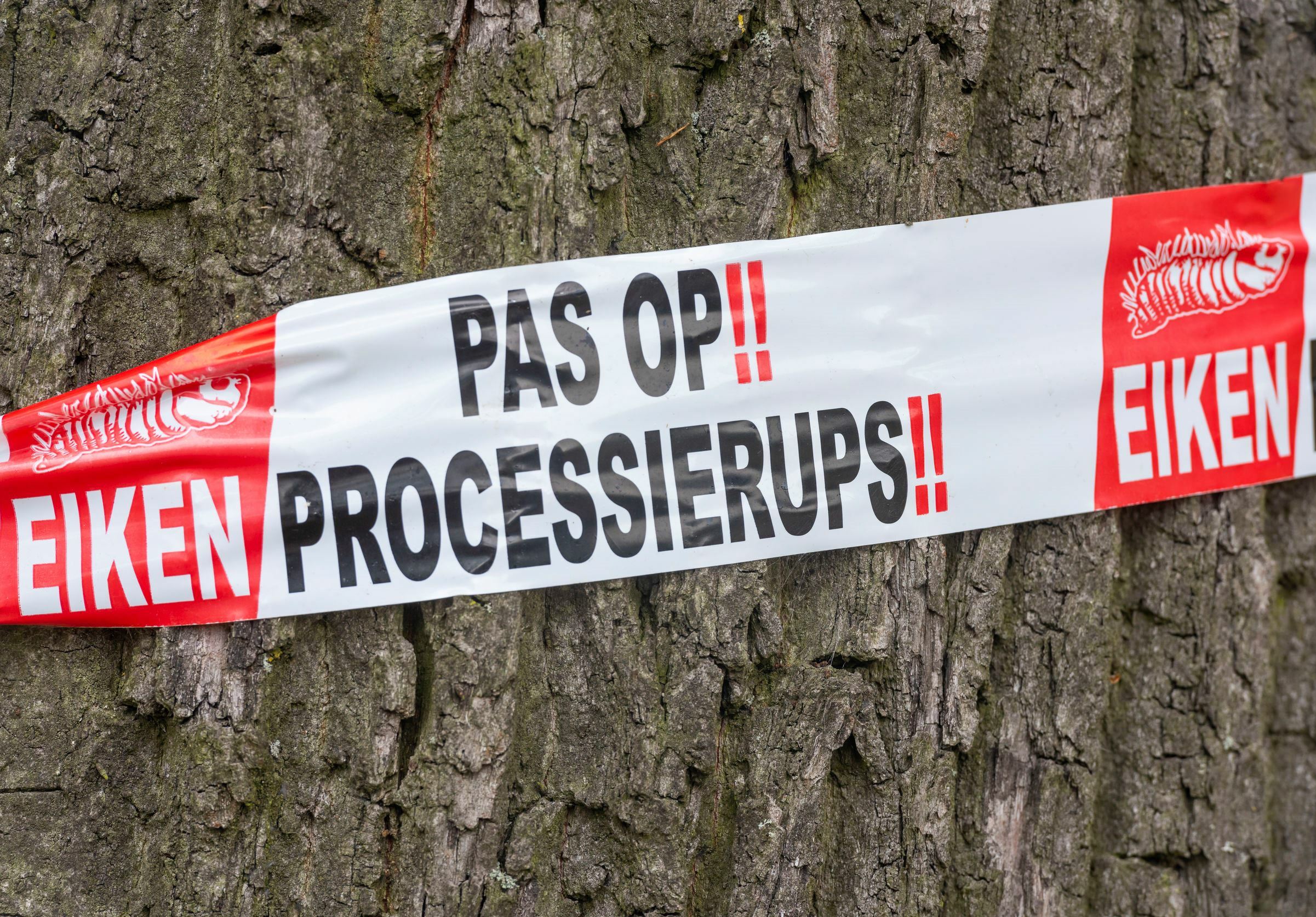 Eikenprocessierups Bestrijden Met Oparell Cp Stop